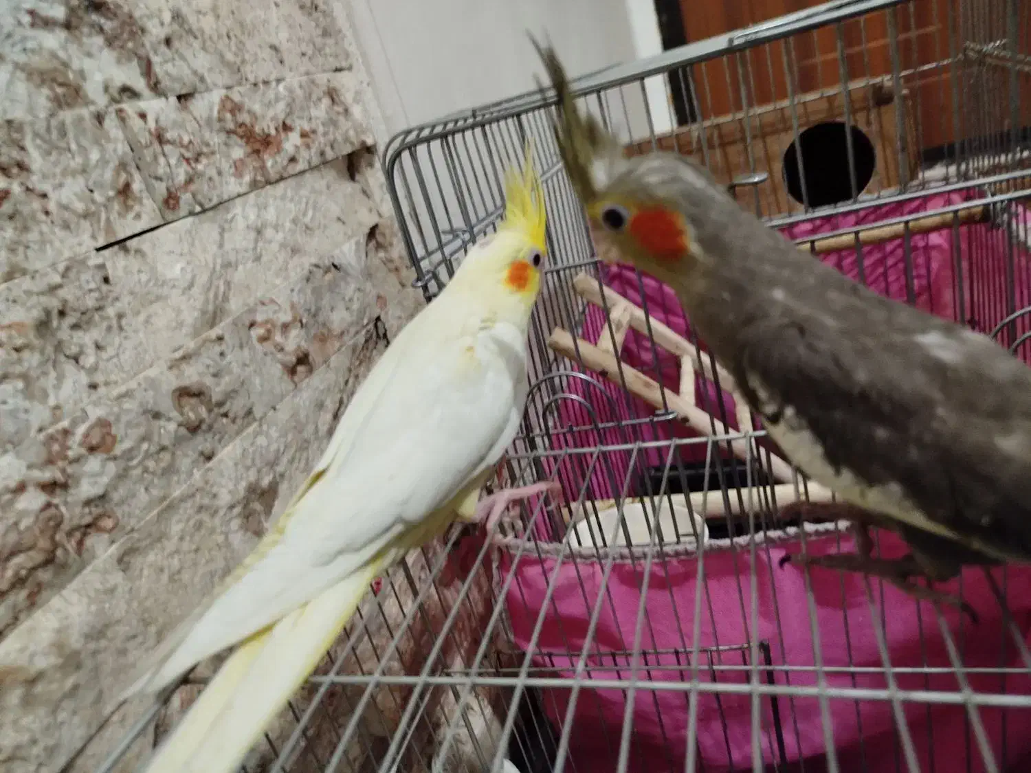 جوجه یک ماهه عروس هلندی سینامون و لوتینو|پرنده|تهران, اتابک|دیوار