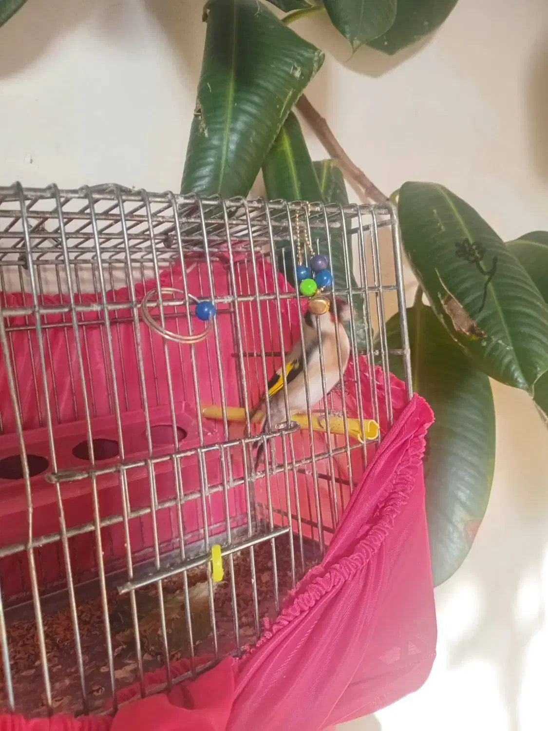 سهره نر|پرنده|نقده, |دیوار