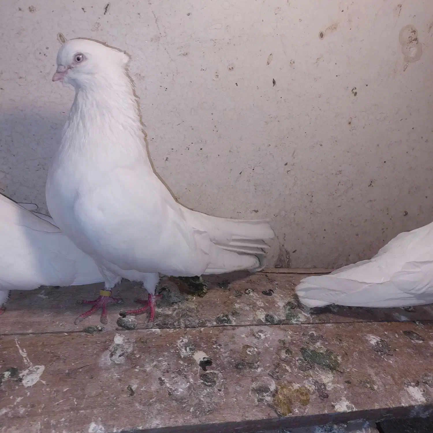 چشم و نوک سفید (اراکی )|پرنده|مرند, |دیوار