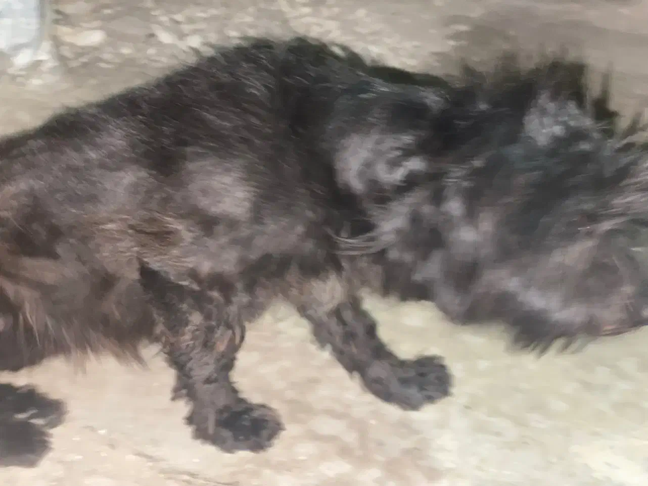 سگ مشکی|سگ|بندرعباس, |دیوار