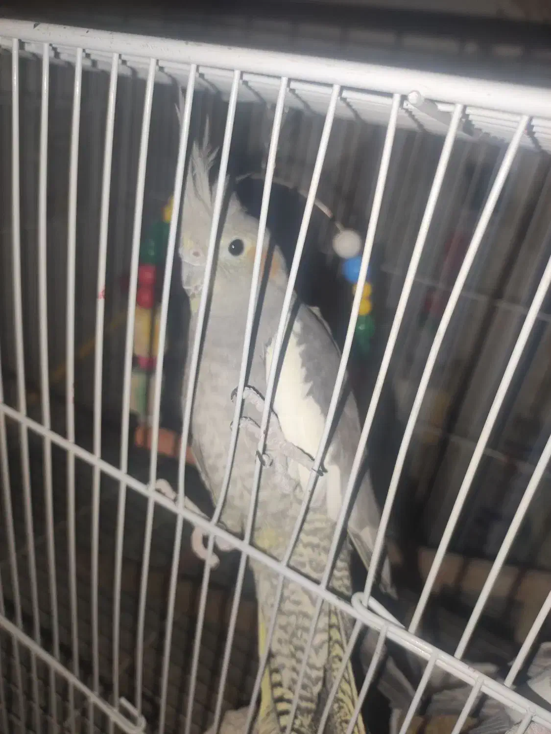 یک جفت عروس هلندی نر و ماده|پرنده|مشهد, دانش|دیوار