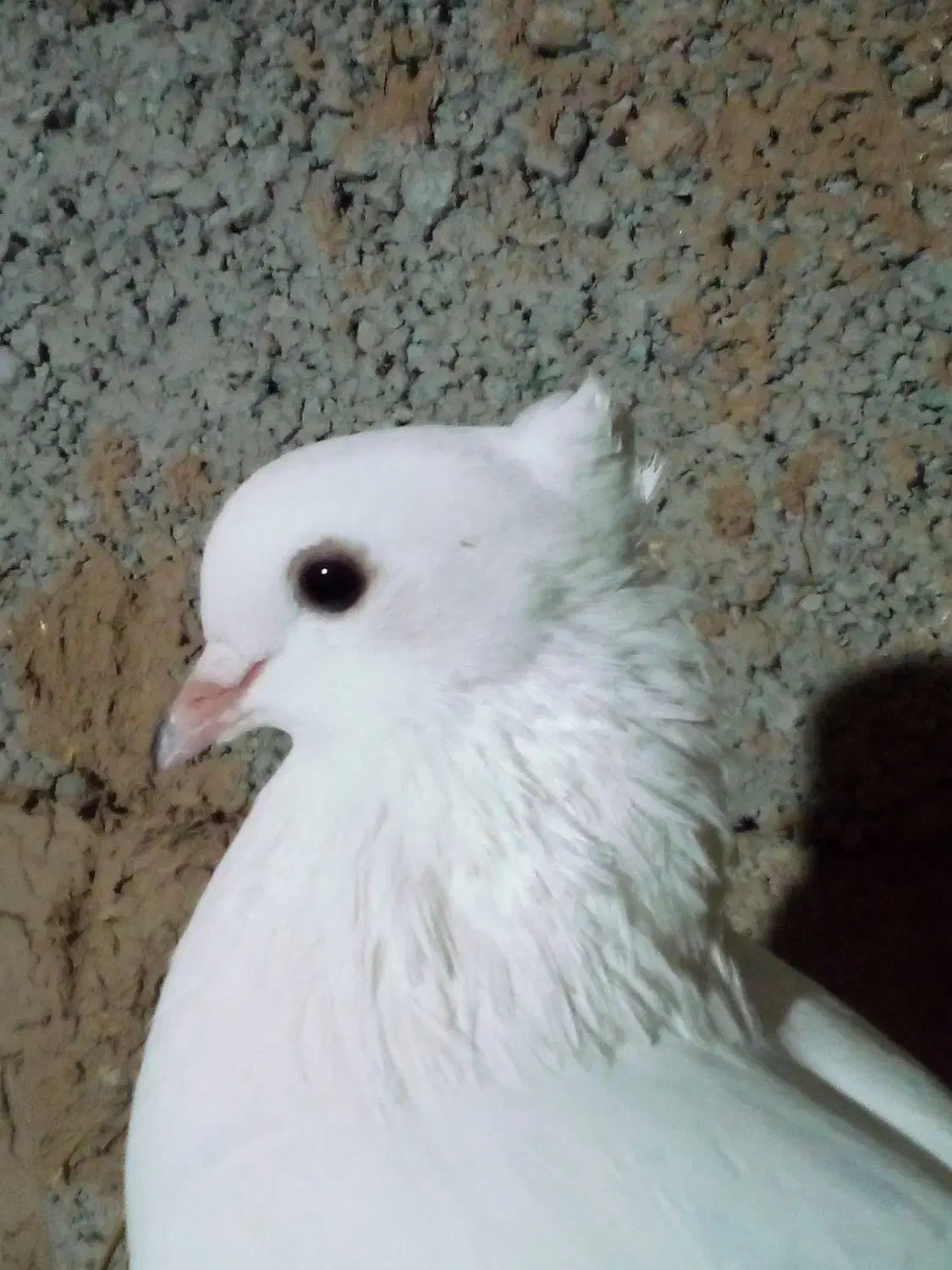 گمشده|حیوانات|اردبیل, |دیوار