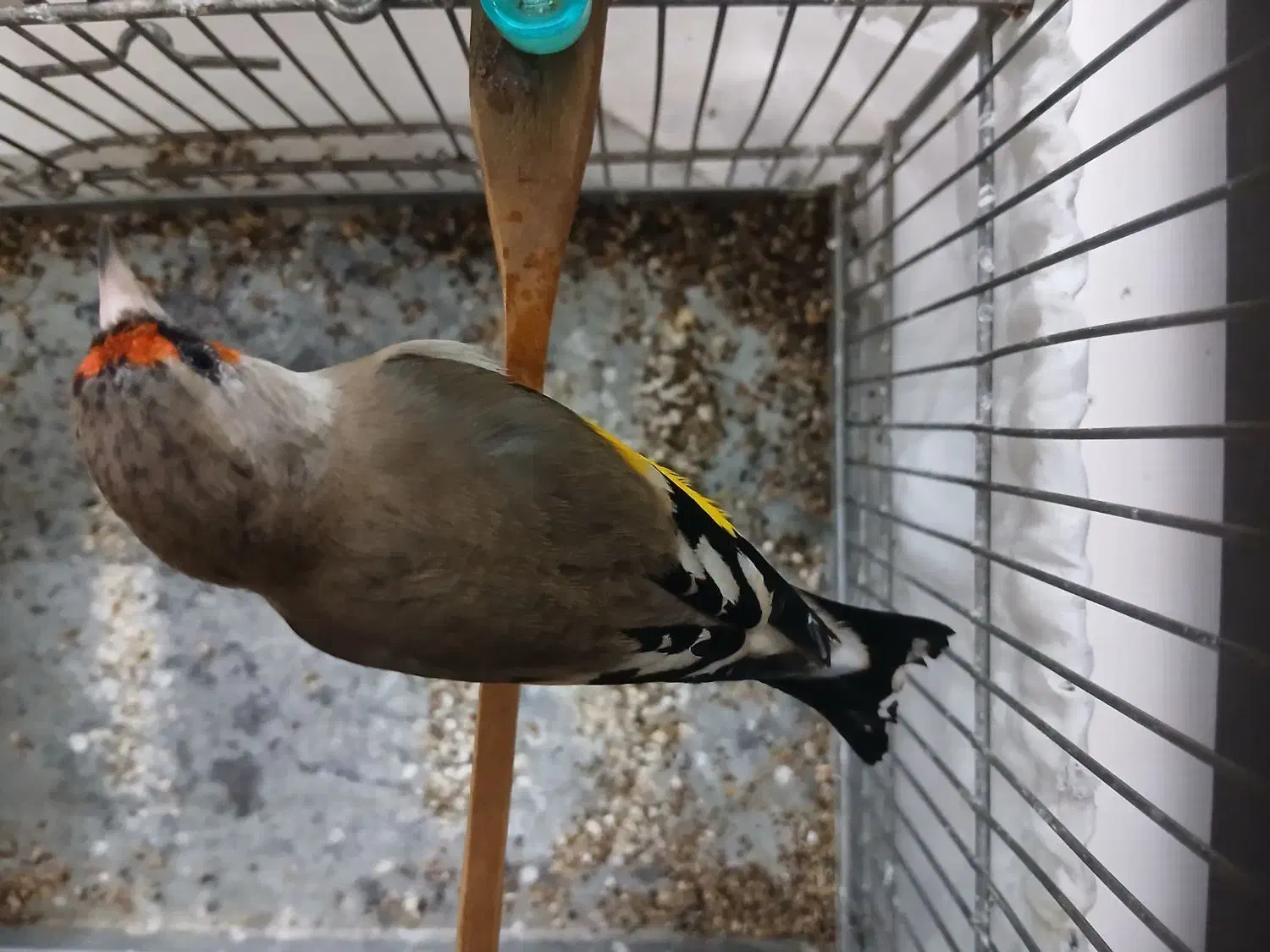 سهره نر دو رگ|پرنده|تهران, مطهری|دیوار