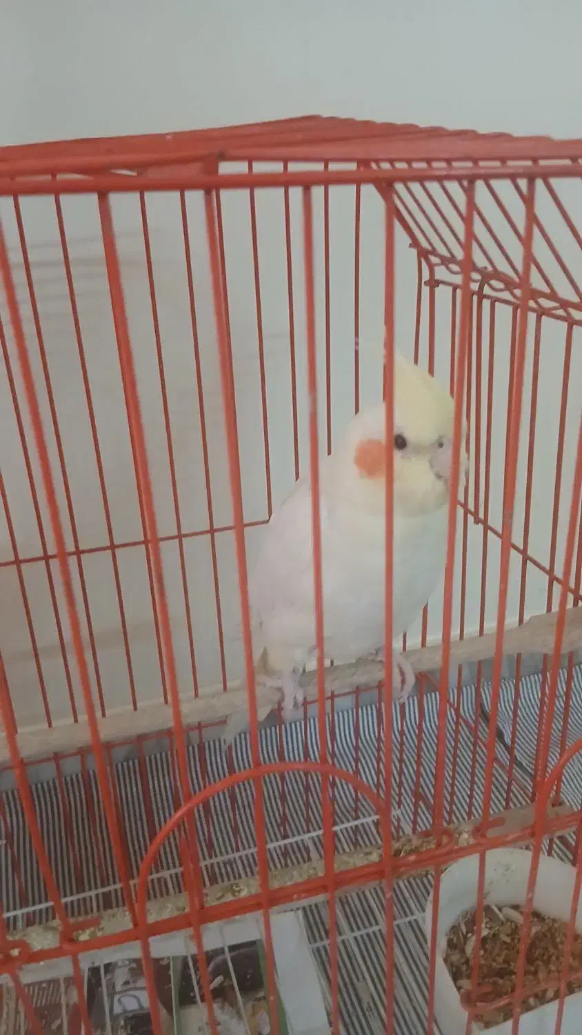 عروس هلندی درجه 1 رام|پرنده|ری, شهرک نظامی|دیوار