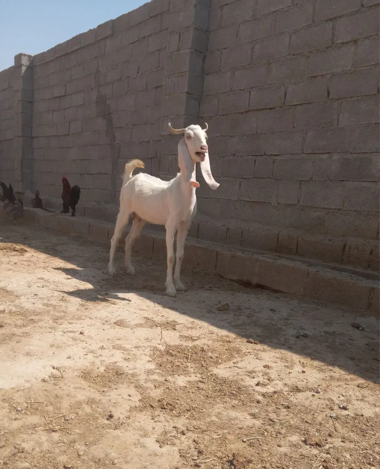 فروش بز|حیوانات مزرعه|بندر ماهشهر, |دیوار