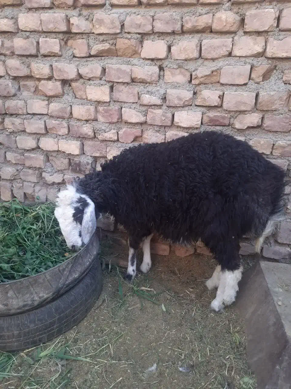 بره ماده کموری|حیوانات مزرعه|سربیشه, |دیوار