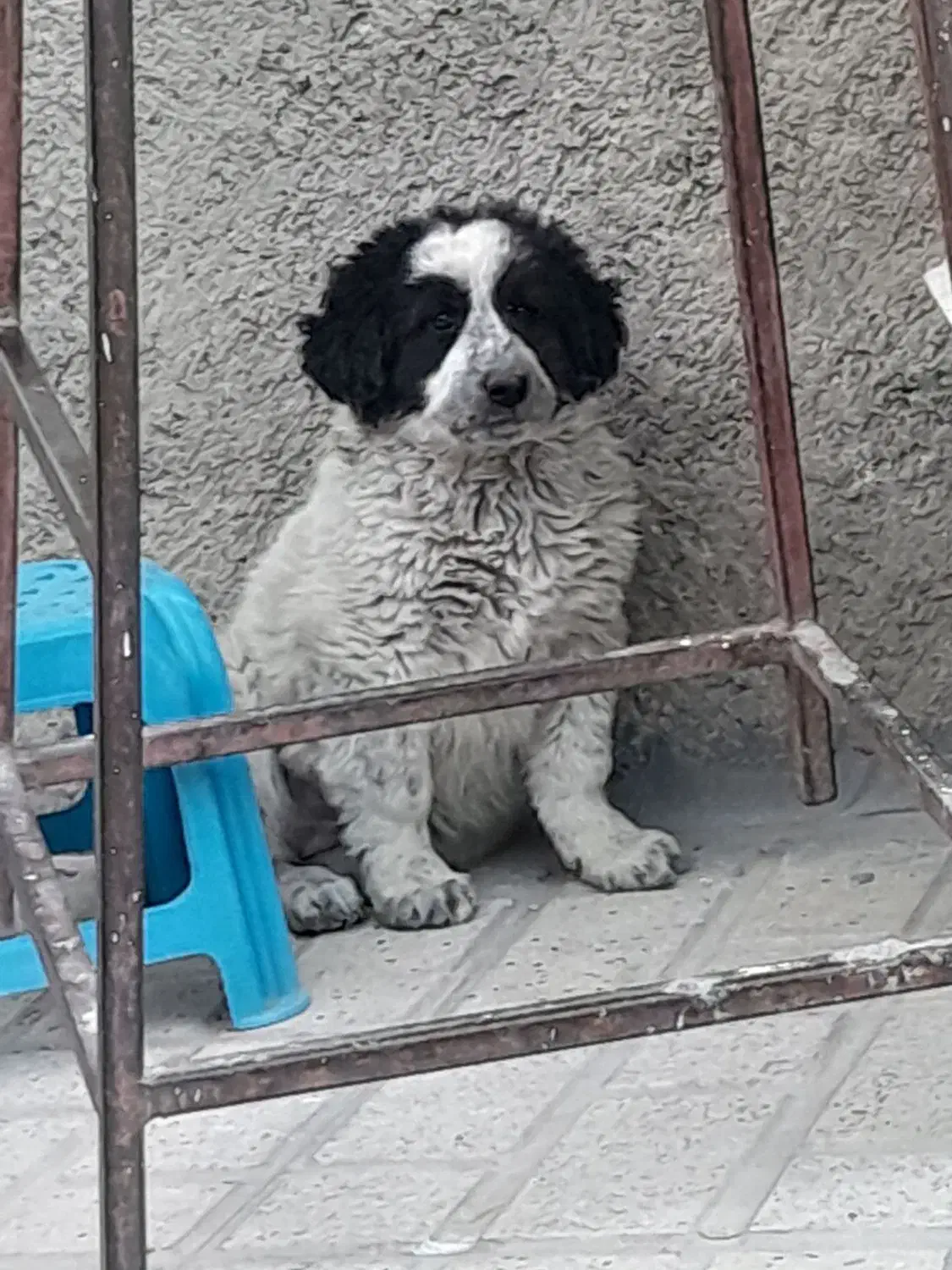 توله سگ قدرجونی|سگ|اصفهان, سرشبادران|دیوار