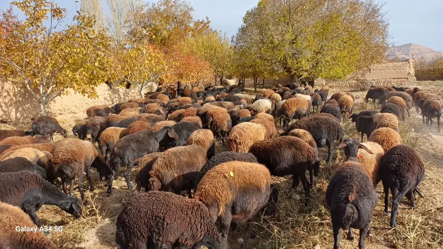 گوسفند|حیوانات مزرعه|ماهنشان, |دیوار