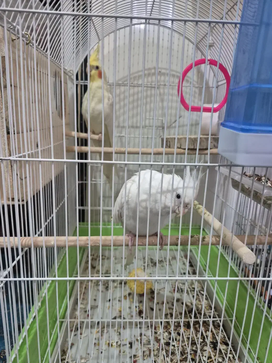 طوطی عروس هلندی|پرنده|شوشتر, |دیوار