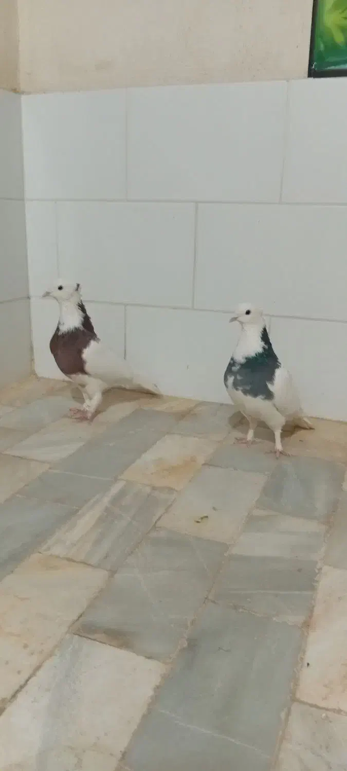 طوقی|پرنده|اشکذر, |دیوار