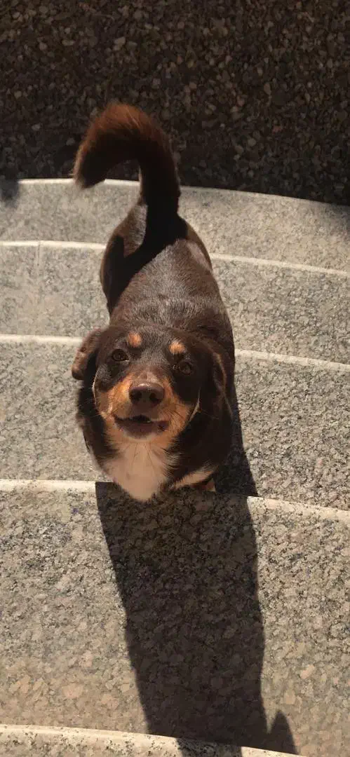 گمشده،سگ پاکوتاه،محدوده سرابی|حیوانات|گنبد کاووس, |دیوار