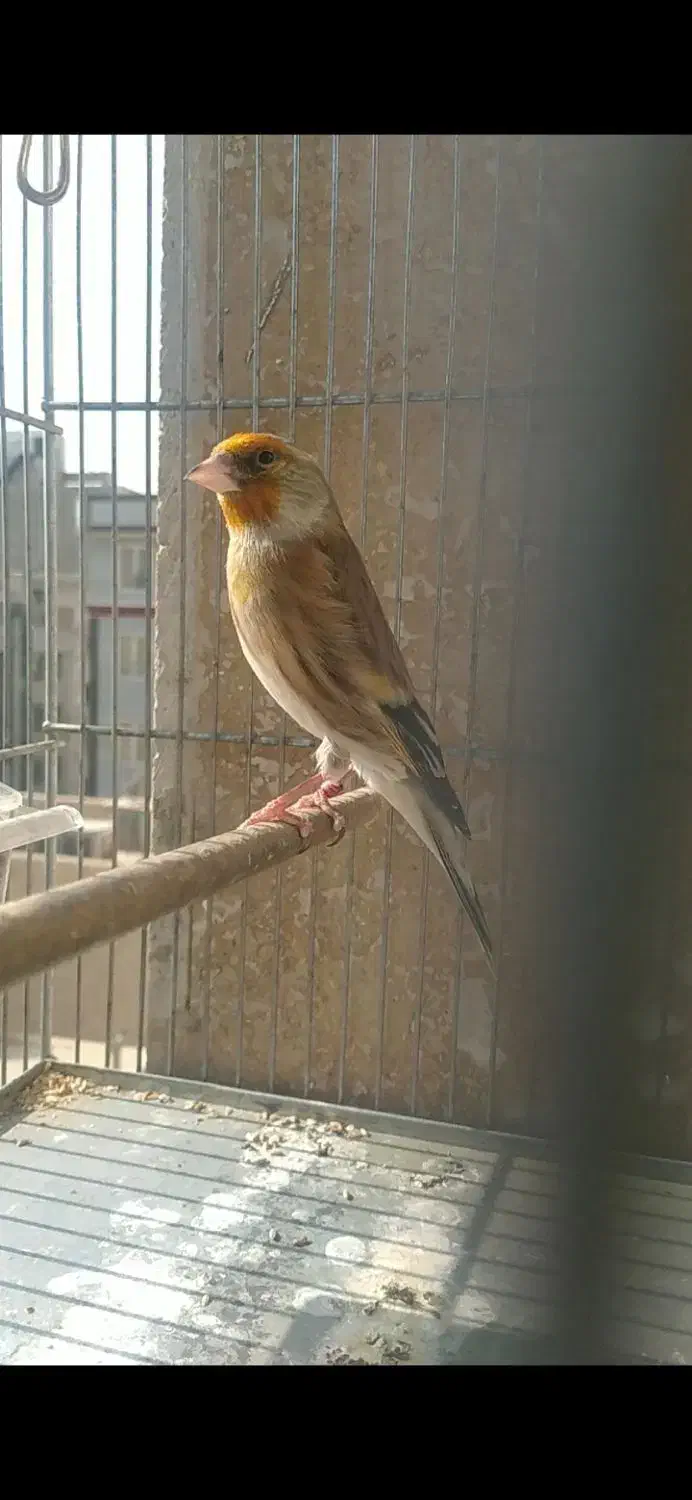 سهره قناری|پرنده|ری, شهادت|دیوار