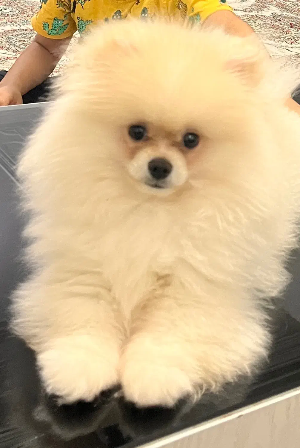 پامرین خرسی نژاد اصلی|سگ|کلاردشت, |دیوار