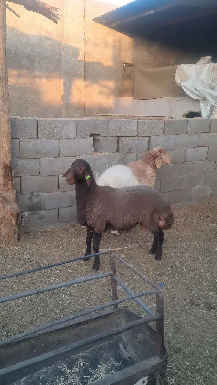 گوسفند داشتی گوشتی|حیوانات مزرعه|یزد, |دیوار