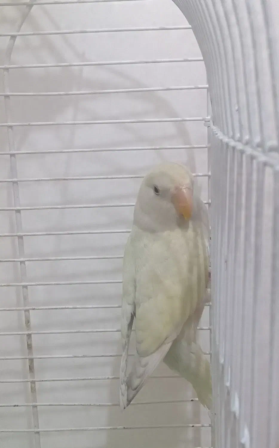 طوطی برزیلی و جوجه سرلاکی عروس هلندی|پرنده|اسلامشهر, شهرک قائمیه|دیوار