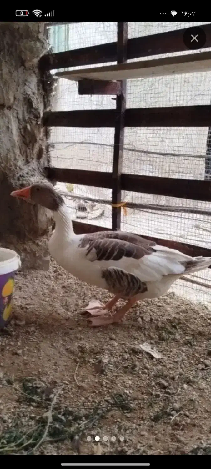 غاز|حیوانات مزرعه|قشم, |دیوار