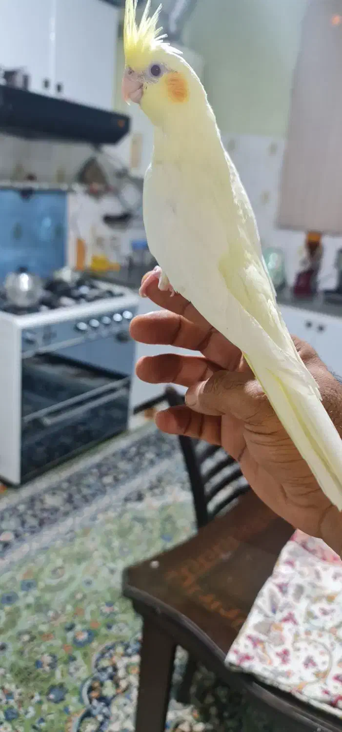 عروس هلندی لوتینو رام دستی|پرنده|شیراز, شهرک گلستان|دیوار