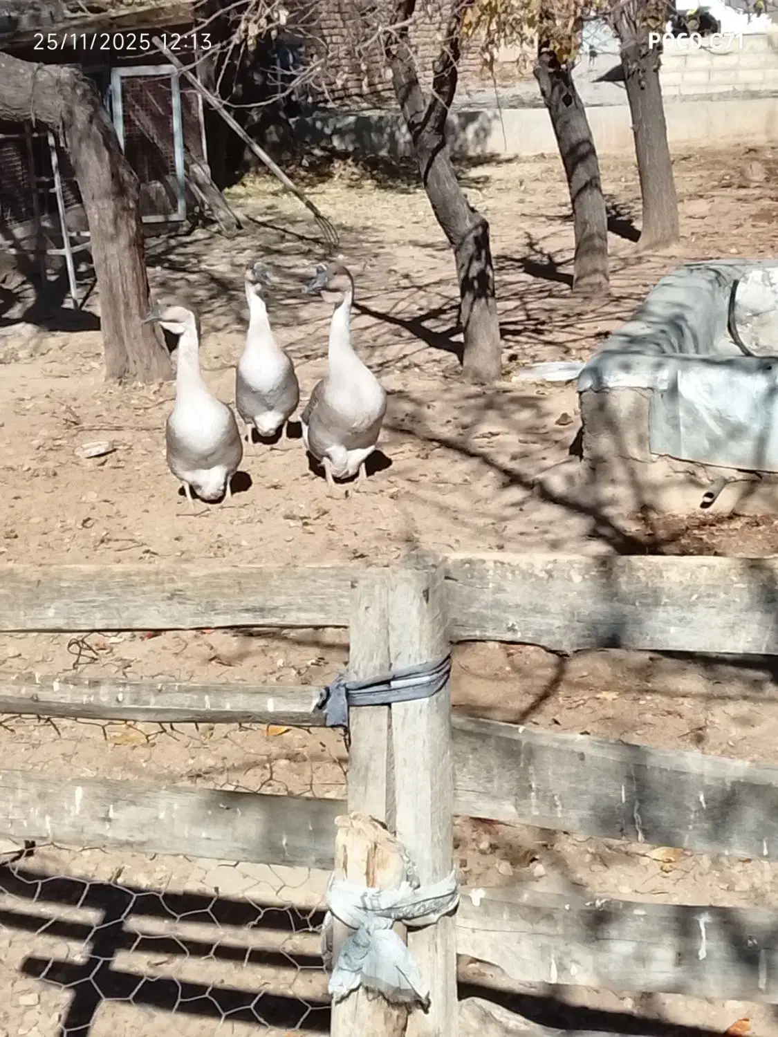 قوغاز خاکستری نر|حیوانات مزرعه|رزن, |دیوار