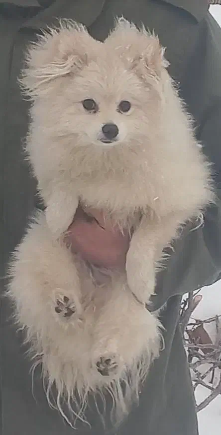 فروش سگ پامرین|سگ|بوئین زهرا, |دیوار