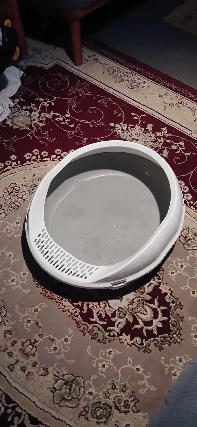 ظرف خاک گربه|گربه|قم, چهل درخت|دیوار