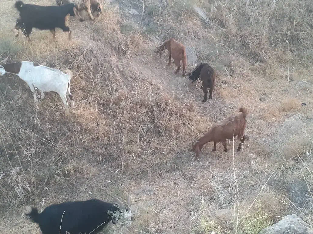 ۲۰ بز دورگه اصلی ابستن|حیوانات مزرعه|لالی, |دیوار