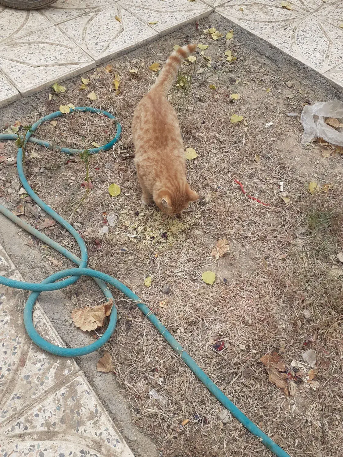 گربه سه ماهه نر|گربه|باغ بهادران, |دیوار