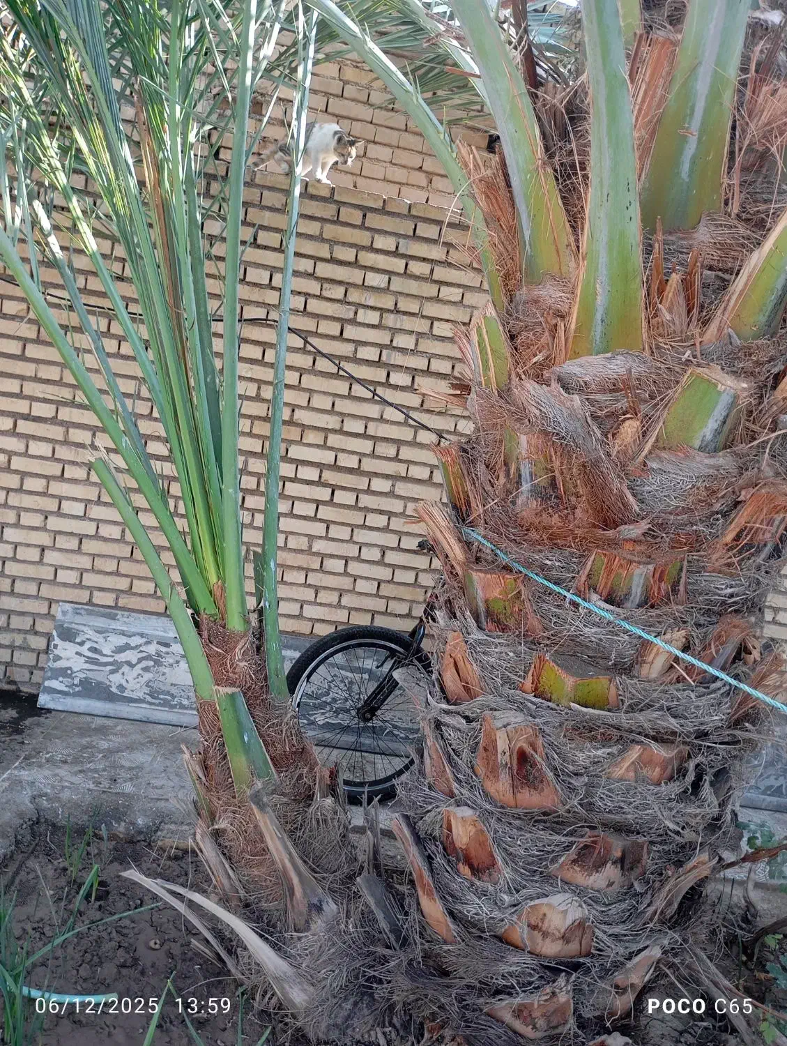 یک پاجوش برخی اصل برای فروش|گل و گیاه طبیعی|خرمشهر, |دیوار