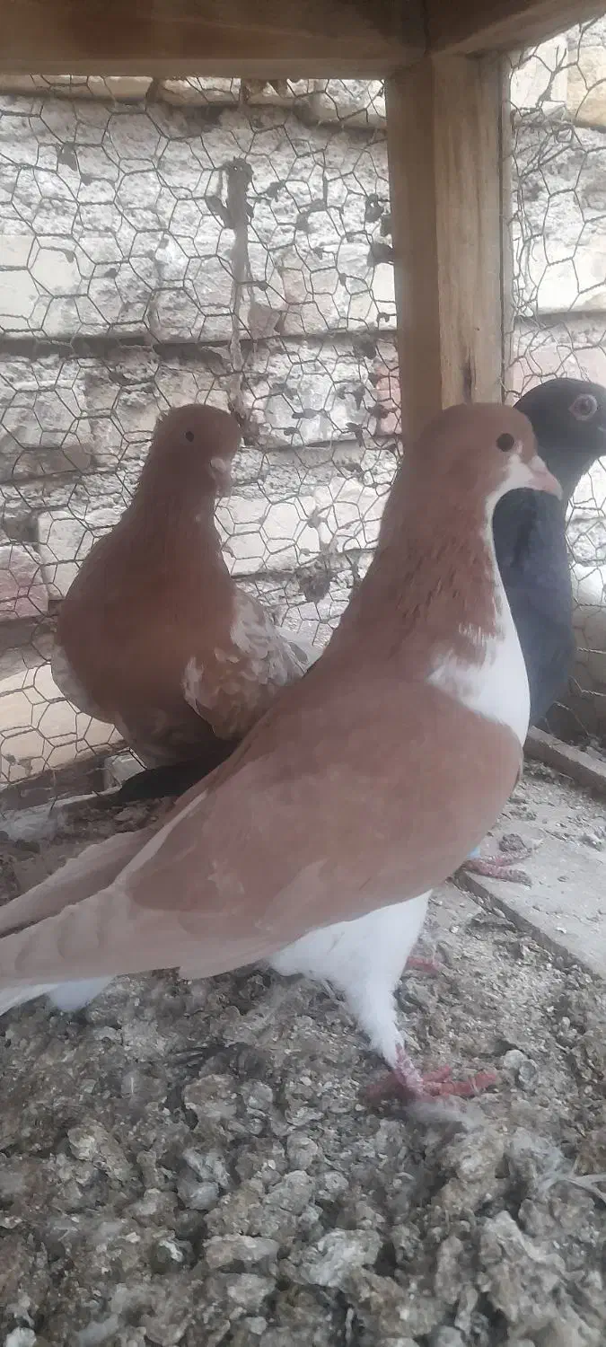 کبوتررنگی|پرنده|آباده, |دیوار