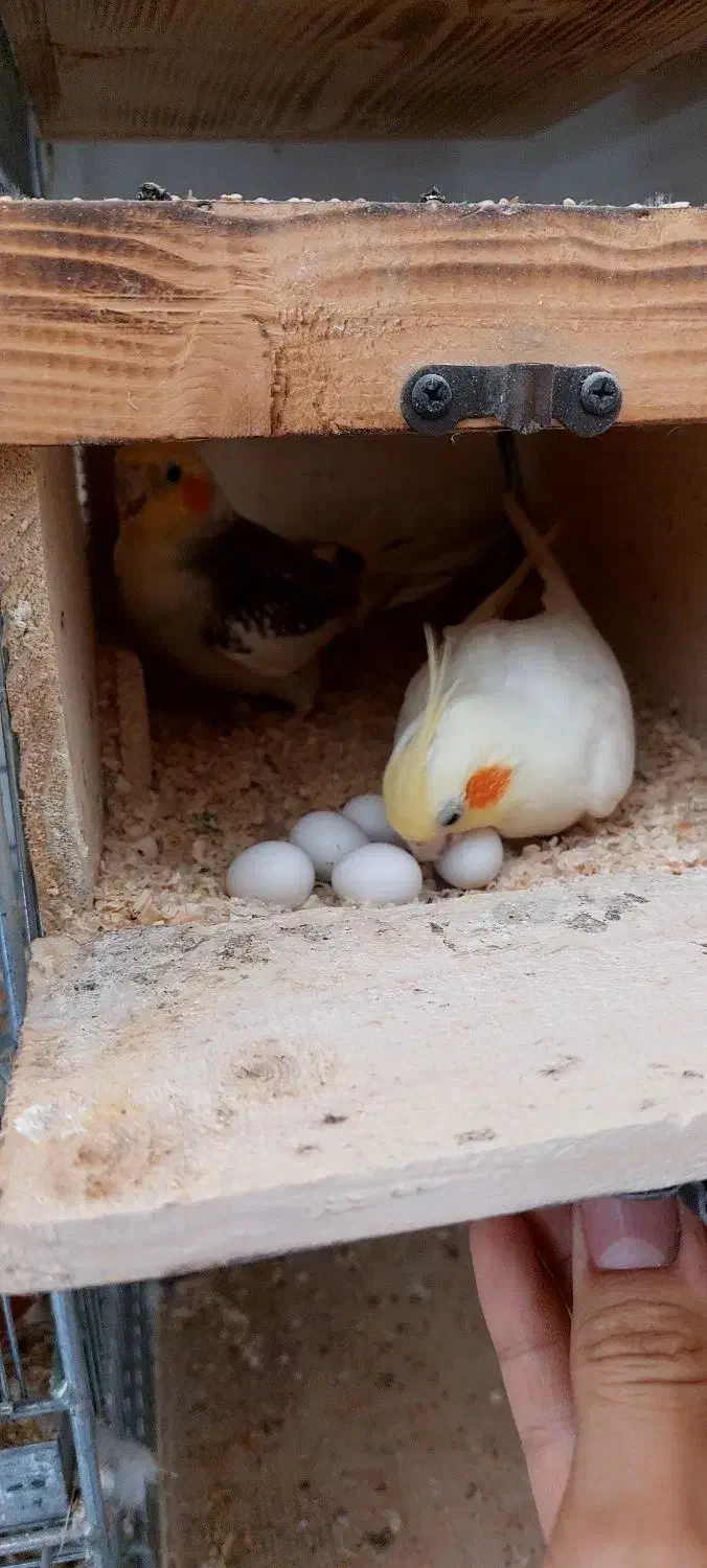 جفت مولد عروس هلندی جوجه عروس هلندی ،عروس مولد|پرنده|وحیدیه, |دیوار