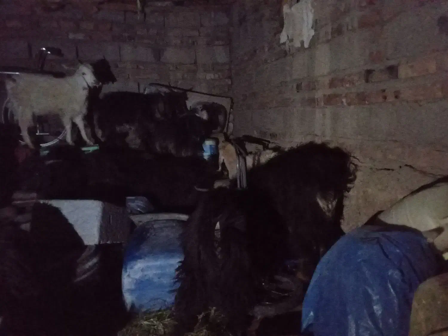 بز و تروشک|حیوانات مزرعه|تفتان, |دیوار