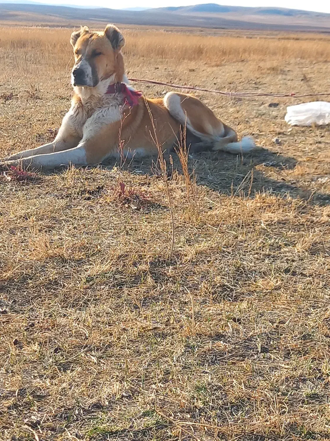 سگ گله تضمینی|سگ|اهر, |دیوار