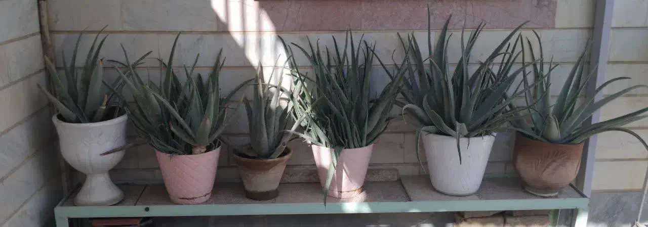 6 عدد گلدان بزرگ آلوئه ورا با قیمت استثنایی|گل و گیاه طبیعی|اسلامشهر, شهرک قائمیه|دیوار