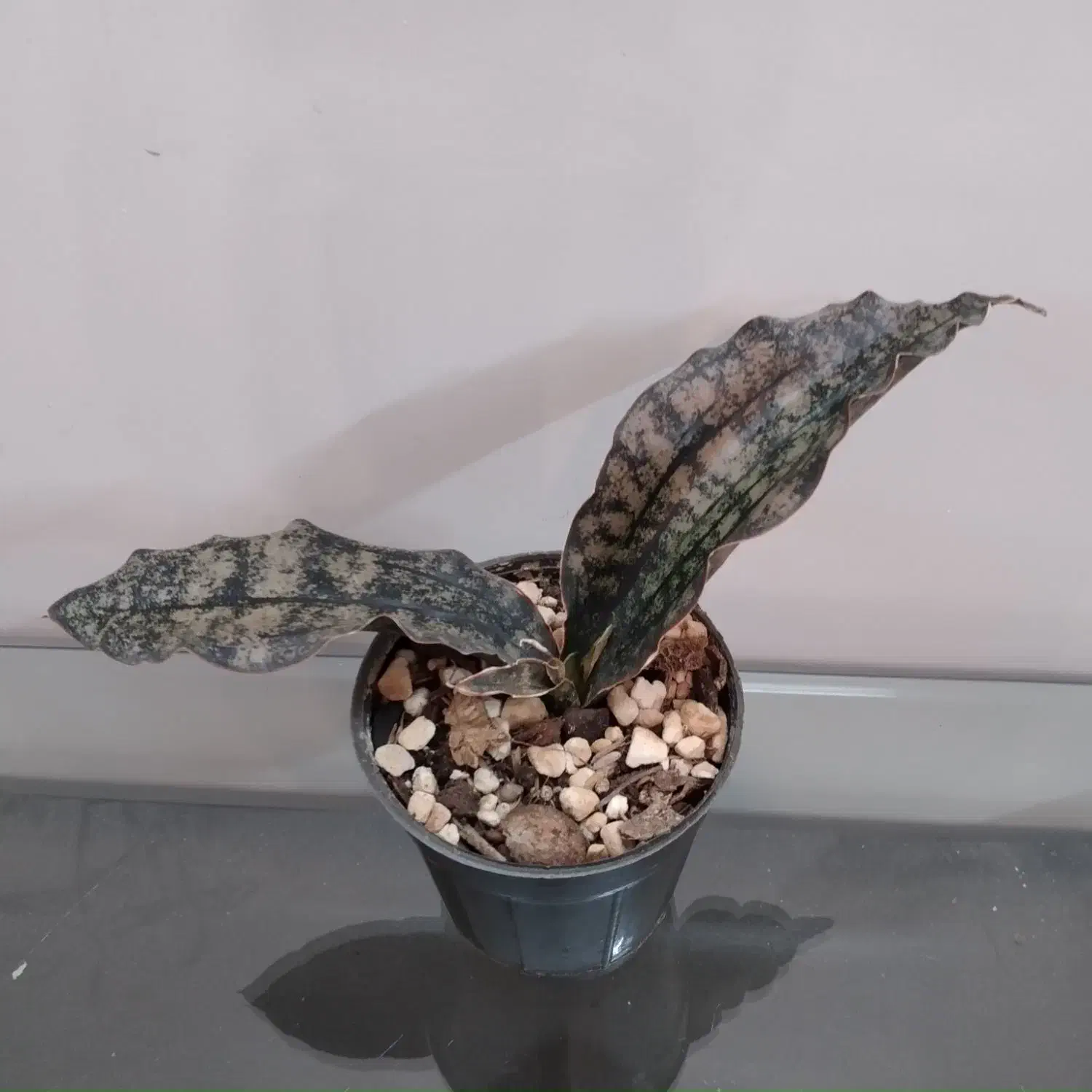 سانسوریا و چند گل دیگه سالم و با کیفیت|گل و گیاه طبیعی|اصفهان, جوزدان الیادران|دیوار