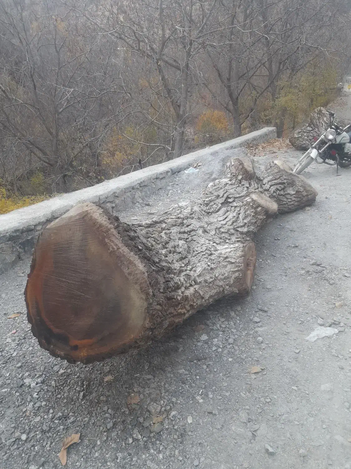 چوب گردو|خدمات باغبانی و درختکاری|سنندج, |دیوار