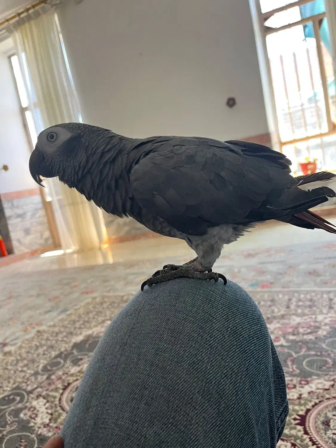 کاسکو دم قهوه ای|پرنده|فردوس (خراسان), |دیوار