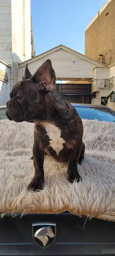 فرنچ بولداگ|سگ|ابهر, |دیوار