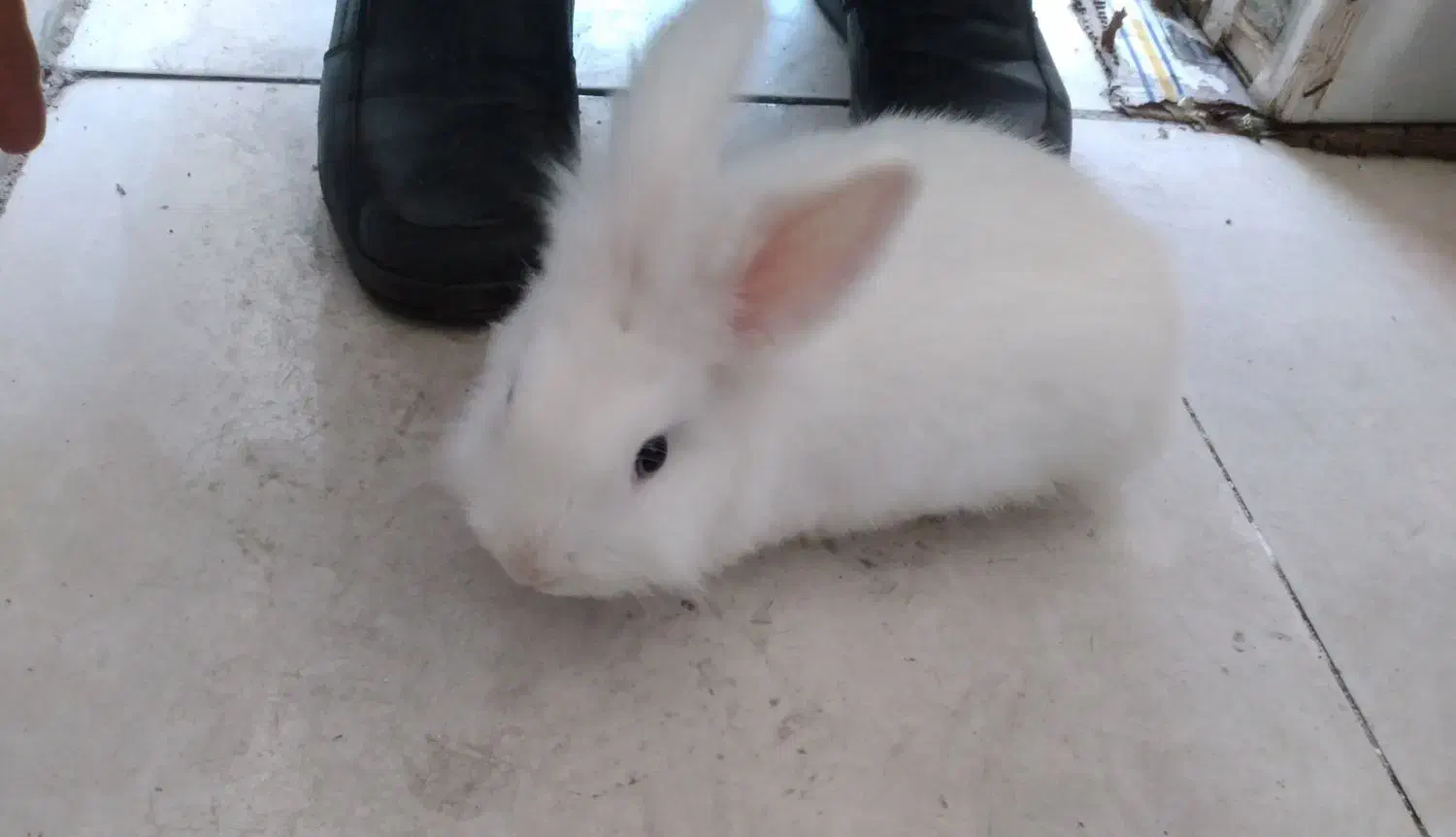 خرگوش لوپ|موش و خرگوش|ماهدشت, |دیوار