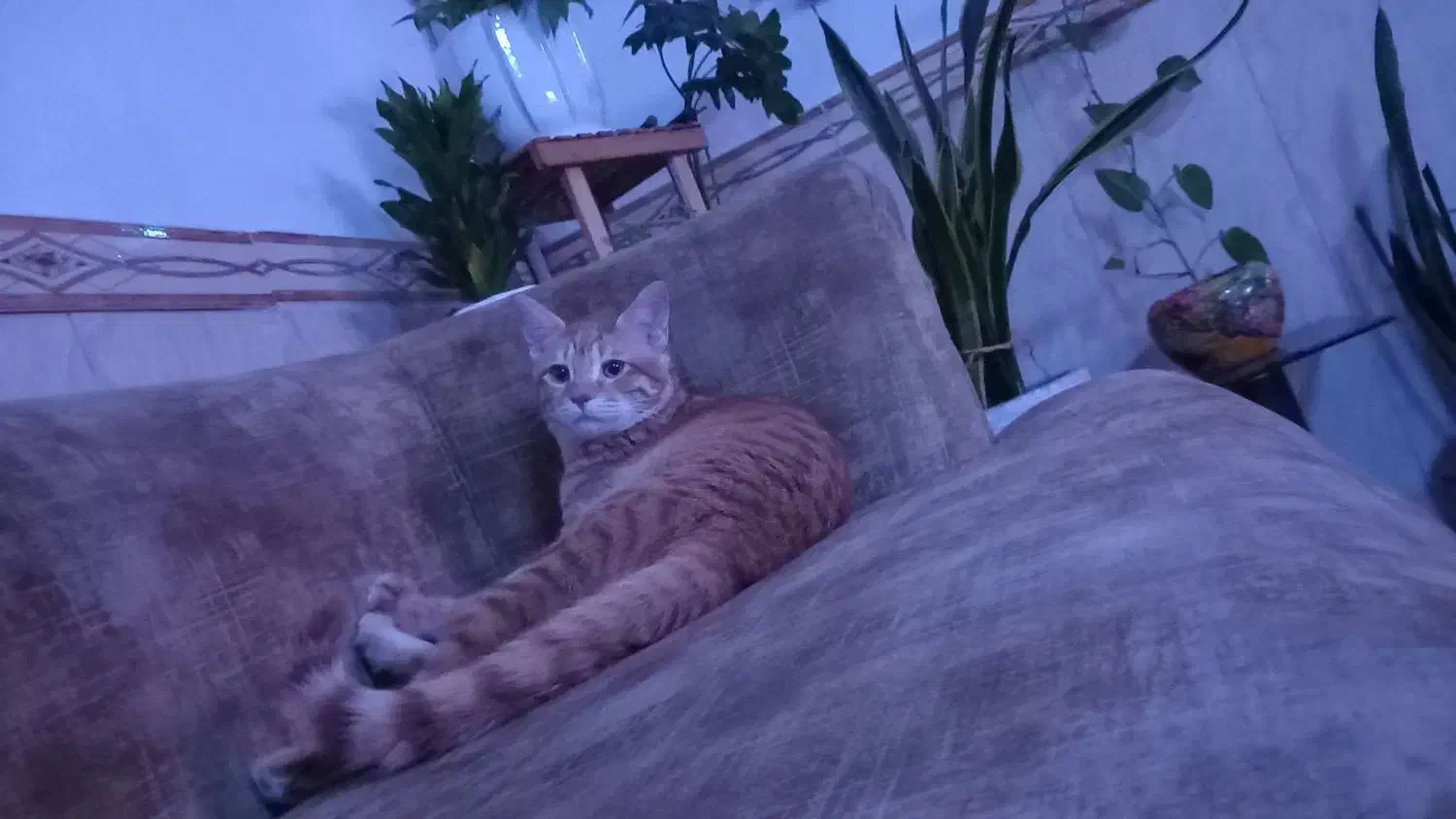 گربه|گربه|شهریار, شهریار|دیوار