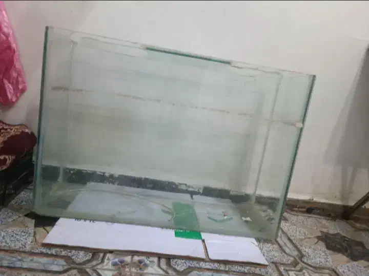 آکواریوم|ماهی|شوشتر, |دیوار