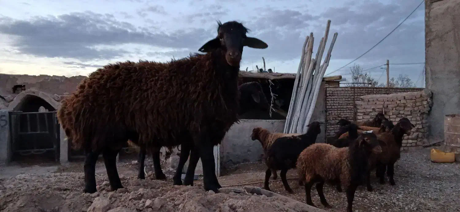 گوسفند نر|حیوانات مزرعه|بوئین زهرا, |دیوار