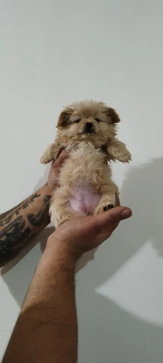 پامر و پکینیز|سگ|تبریز, |دیوار