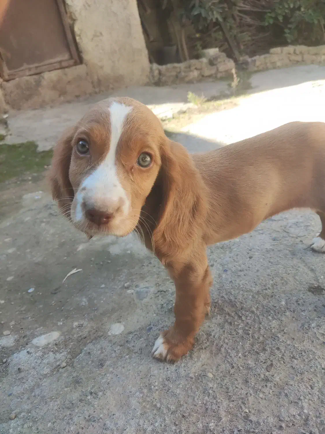 سگ شکاری دنبلانی|سگ|مینودشت, |دیوار