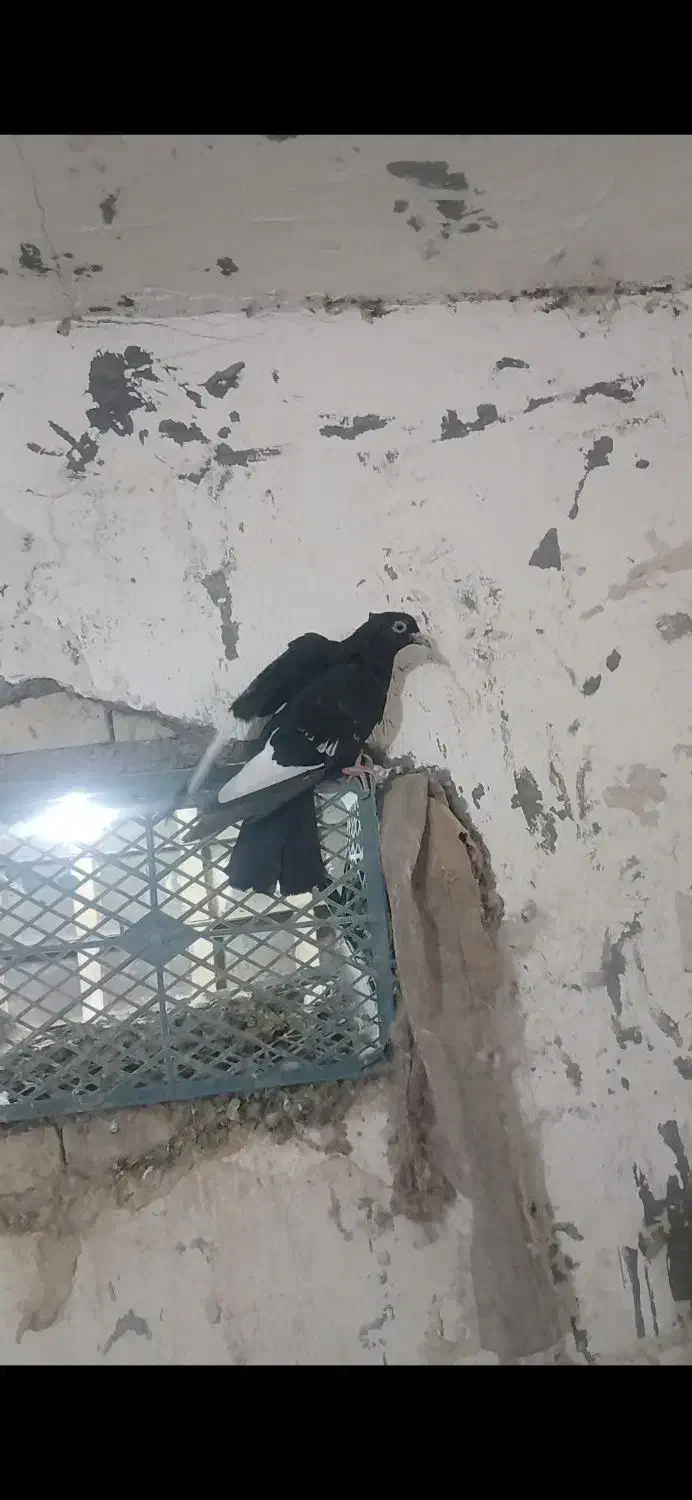 کبوتر رنگی گرفتنی ناشی خوشکل|پرنده|اهواز, کمپلو جنوبی|دیوار