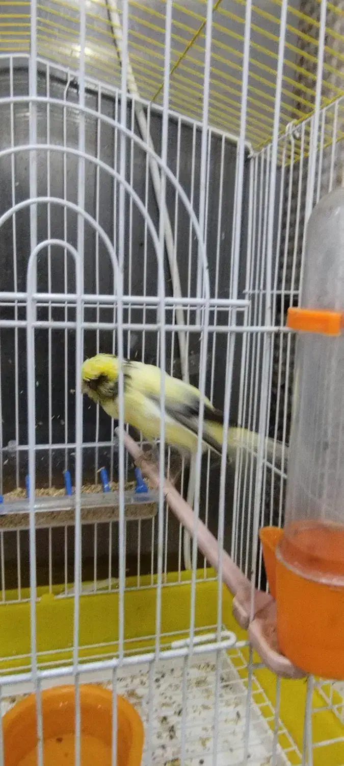 قناری ابلغ رسمی|پرنده|تفت, |دیوار