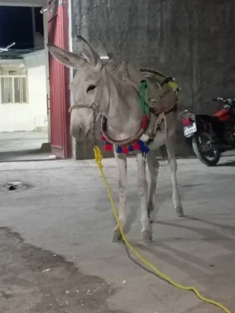 لاغ نر|حیوانات مزرعه|صحرای باغ, |دیوار