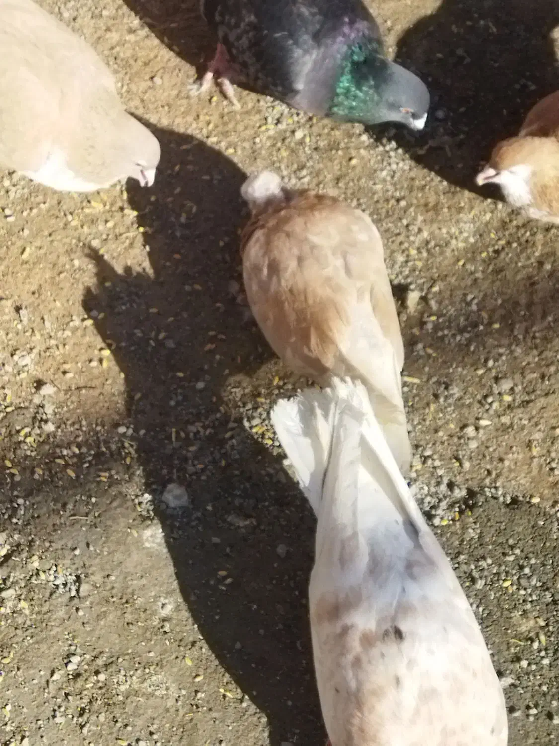 کفتر|پرنده|سبزوار, گلشن|دیوار