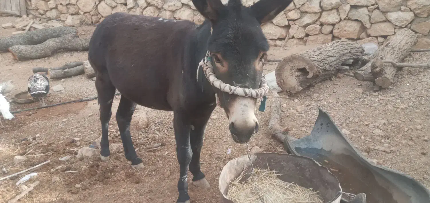 الاغ|حیوانات مزرعه|شیراز, گویم|دیوار