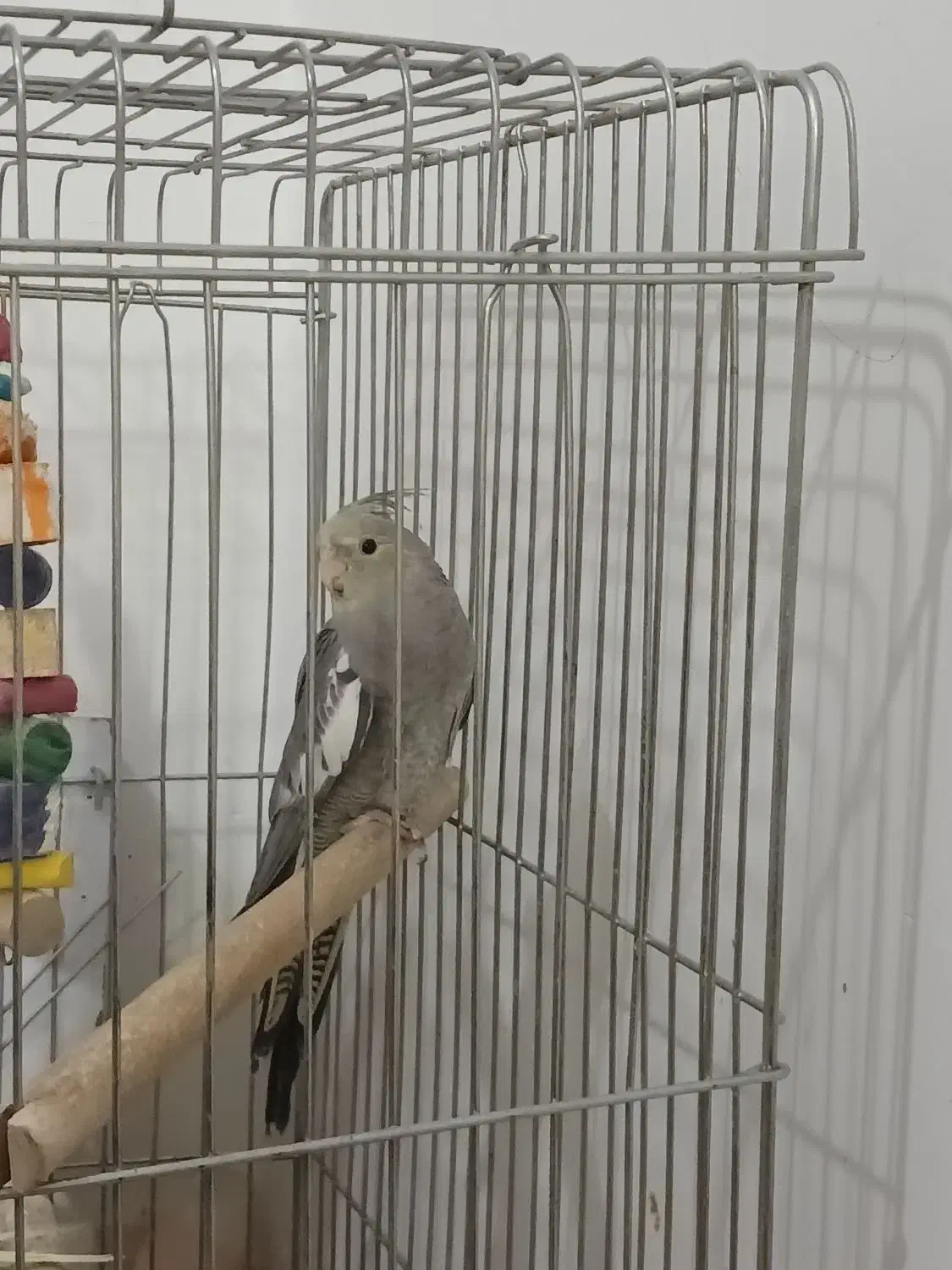 عروس هلندی|پرنده|مرودشت, ژیان|دیوار