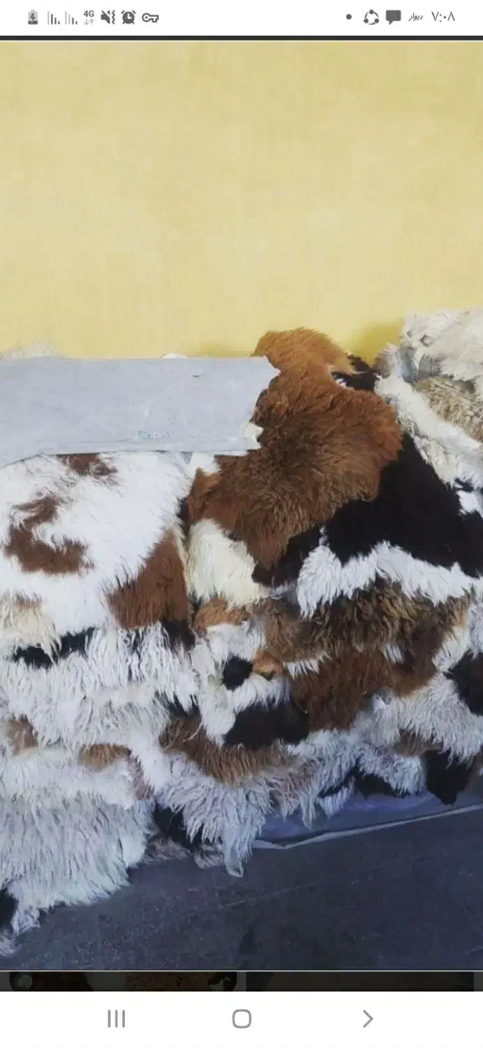 فروش پوست نی همبون|سازهای بادی|برازجان, |دیوار