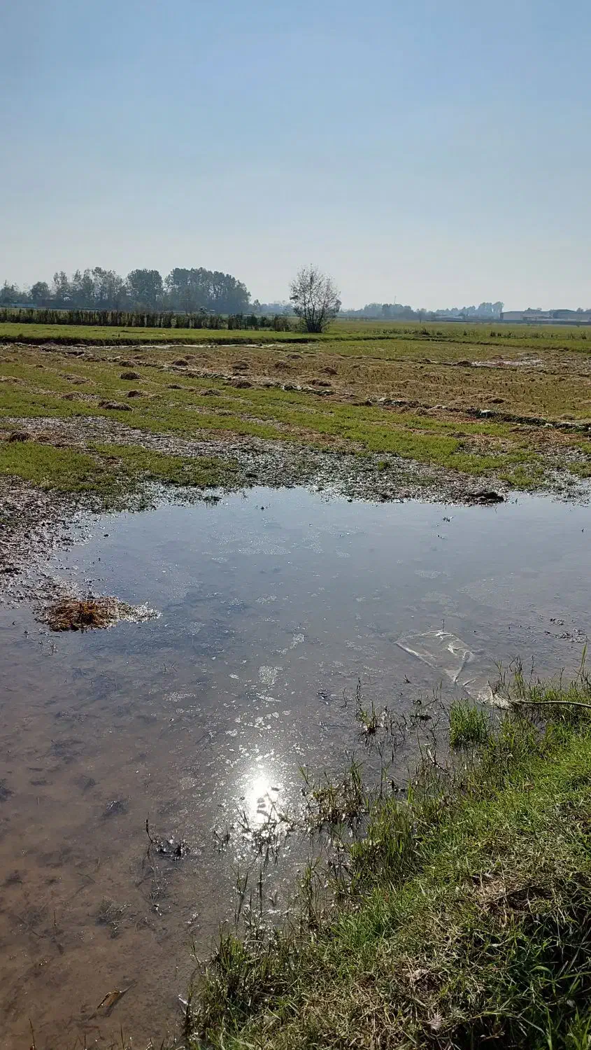 زمین کشاورزی به متراژ ۲۰۰۰ متر|فروش دفتر صنعتی، کشاورزی، تجاری|خمام, |دیوار